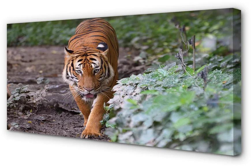 Tablouri canvas Woods tigru