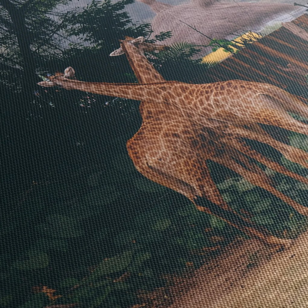 Tablou cu două girafe (150x105 cm)