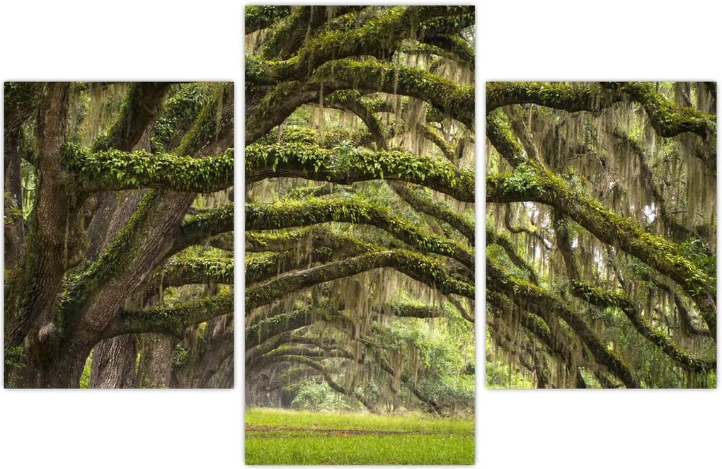 Tablou - Oaks Avenue, Charleston, Carolina de Sud, SUA (90x60 cm)