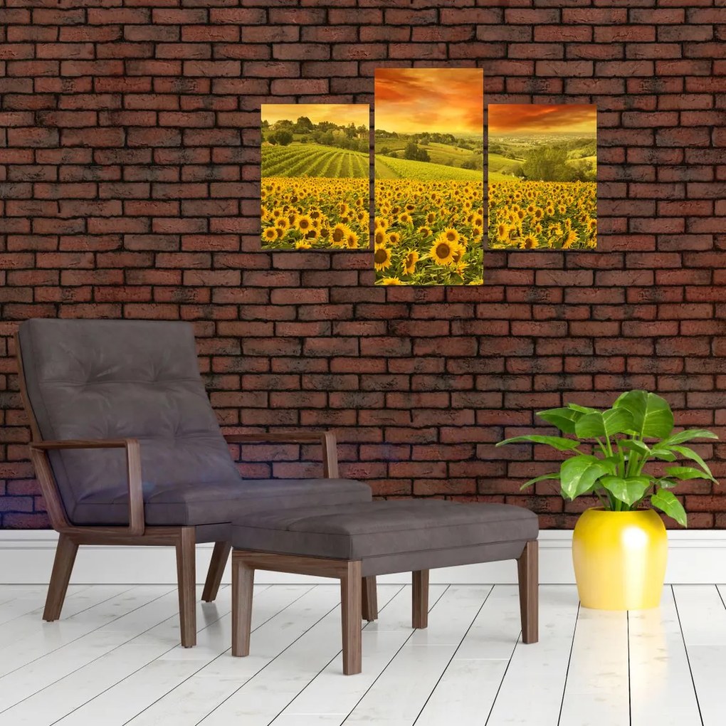 Tablou - Câmp de floarea-soarelui (90x60 cm)