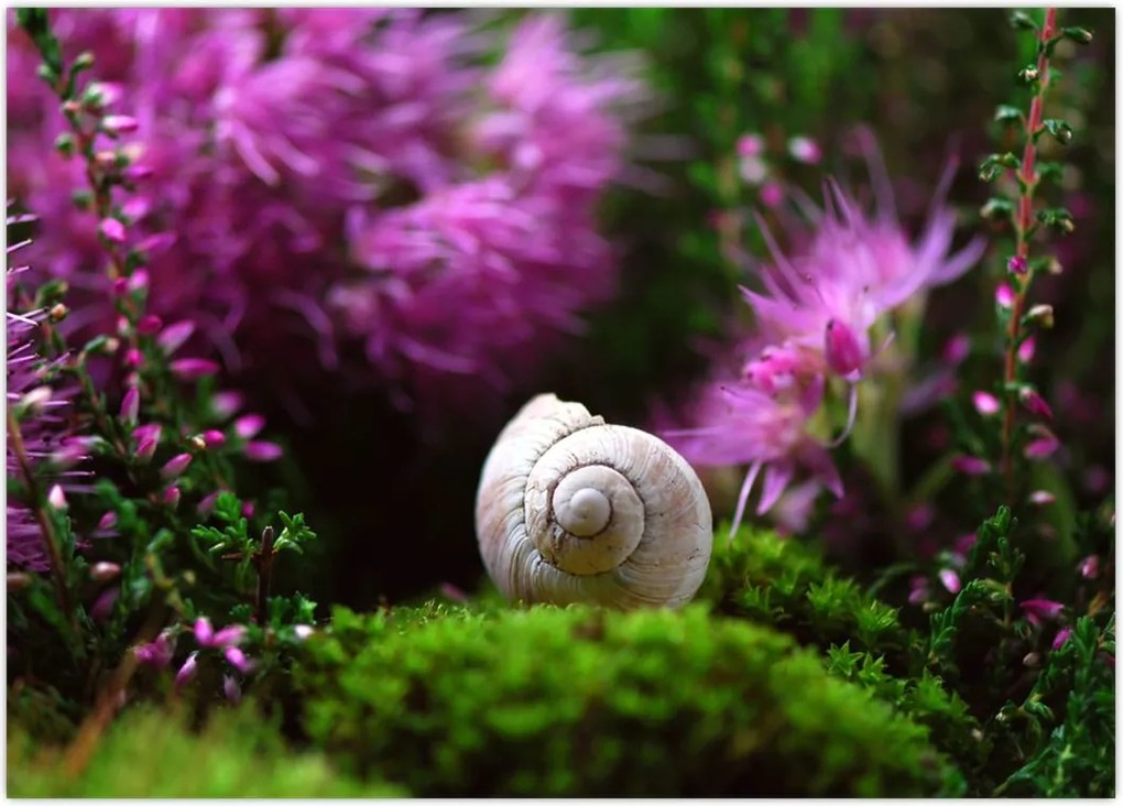 Tablou - Cochilie de melc (70x50 cm)