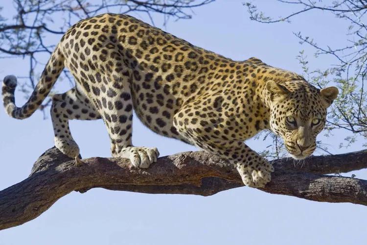 Leopard Tree Fototapet, (312 x 219 cm)