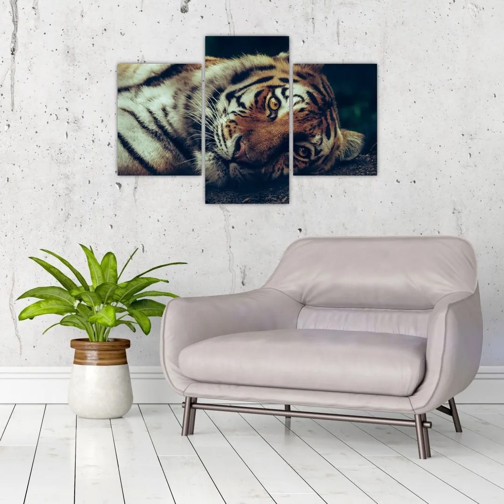 Tablou - Tigrul Siberian (90x60 cm)