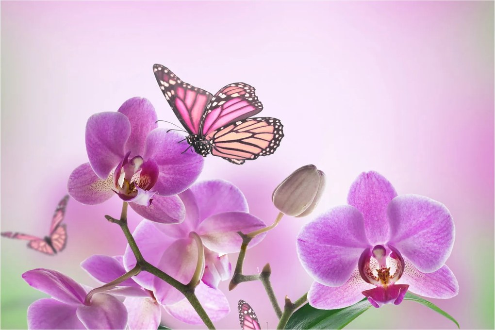Tablou - Fluture pe flori de orhidee, liliac (90x60 cm)