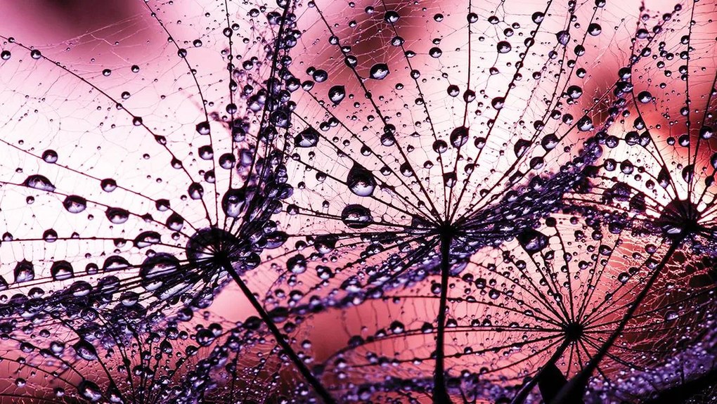 Fototapet - Păpădii - abstracte - violete (152,5x104 cm)