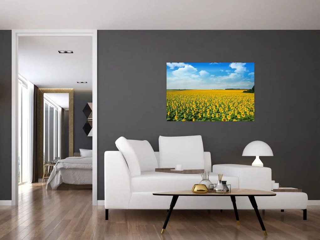 Tablou - câmp cu floarea soarelui (90x60 cm)