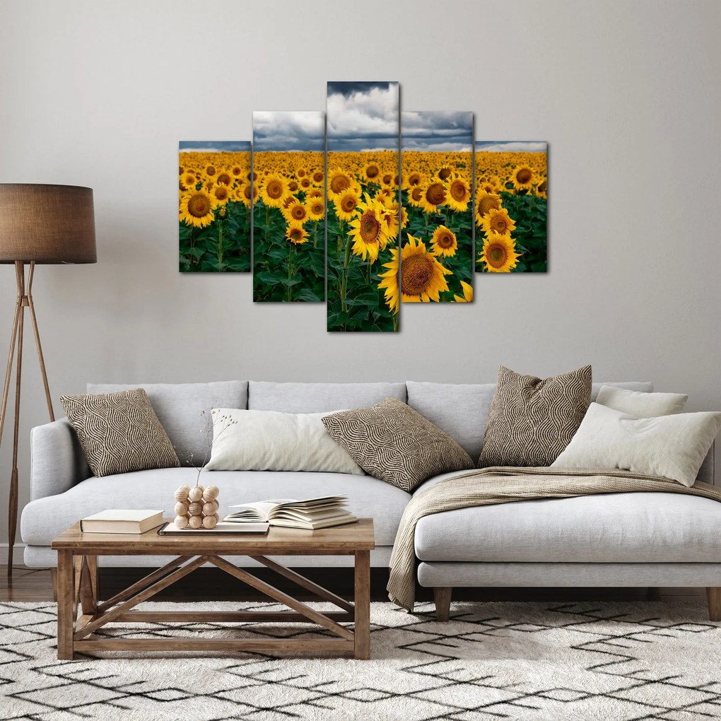 Tablou câmpului de floarea soarelui (150x105 cm)