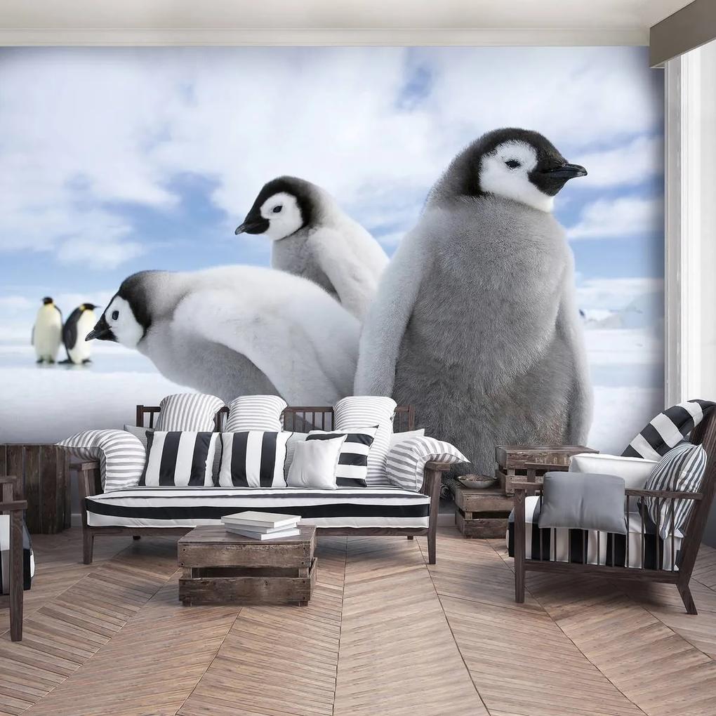 Fototapet - Pinguini (152,5x104 cm), în 8 de alte dimensiuni noi