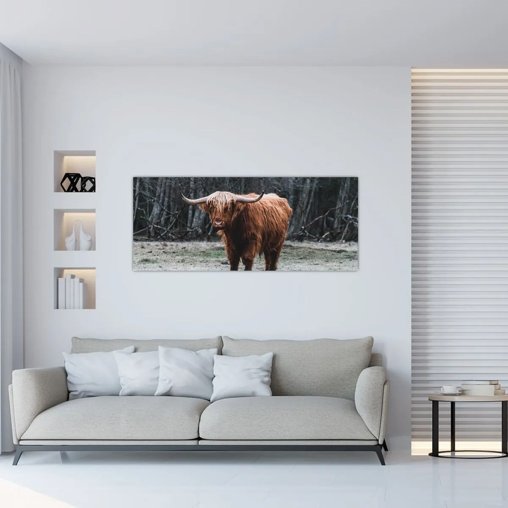 Tablou - Vacă scoțiană 2 (120x50 cm)