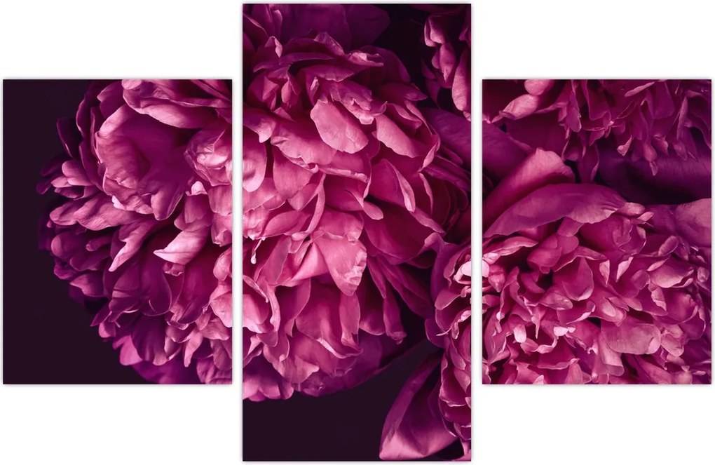 Tablou - Floarea bujorului (90x60 cm)