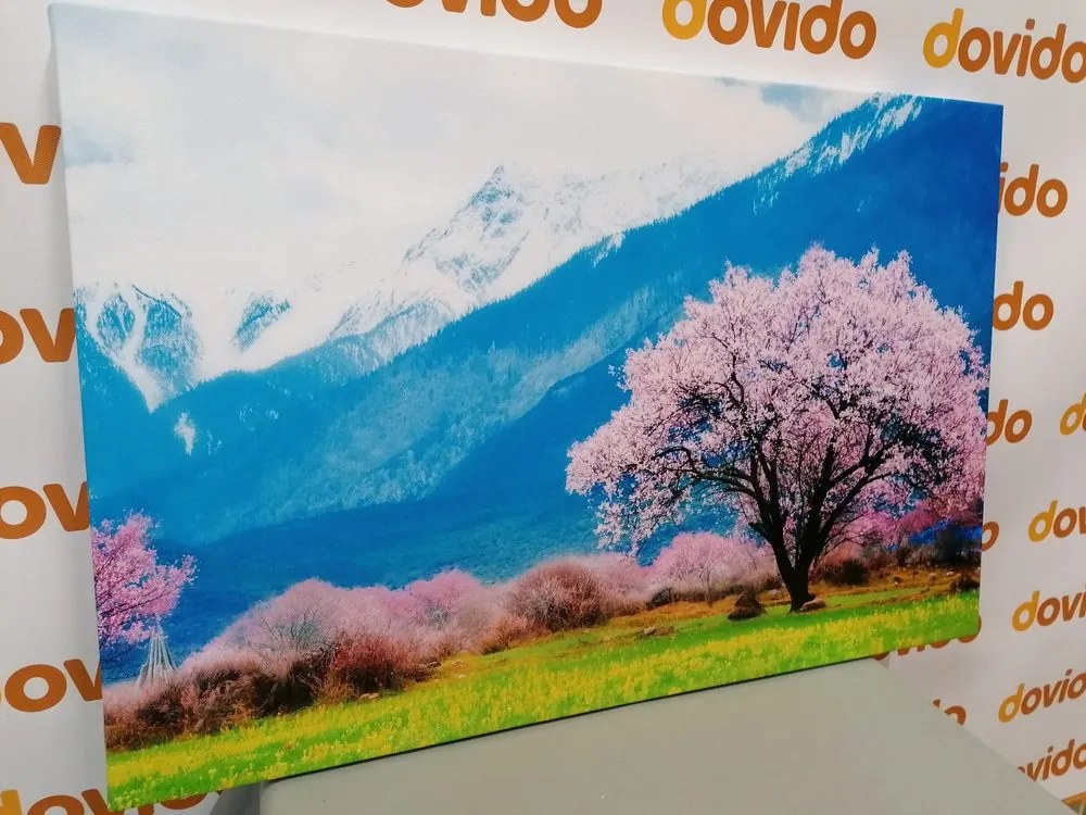 Tablou pom inedit în mijlocul munților