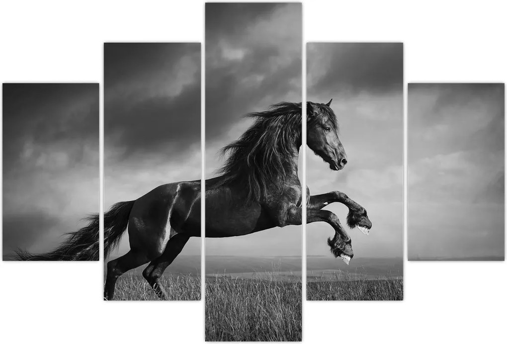 Tablou - Cal alb și negru (150x105 cm)