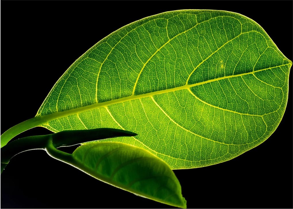 Tablou - frunză verde (70x50 cm)
