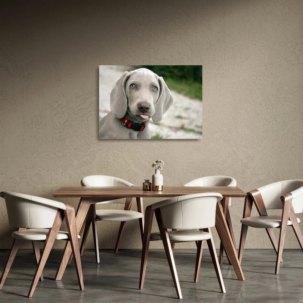 Tablou pe sticlă - cățeluș weimaraner (70x50 cm)