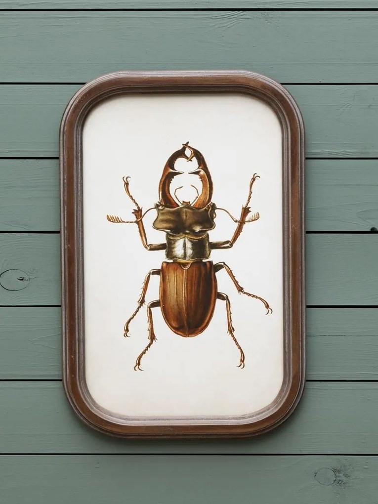 Set 9 tablouri cu insecte, cu rama din lemn de pin, Insects