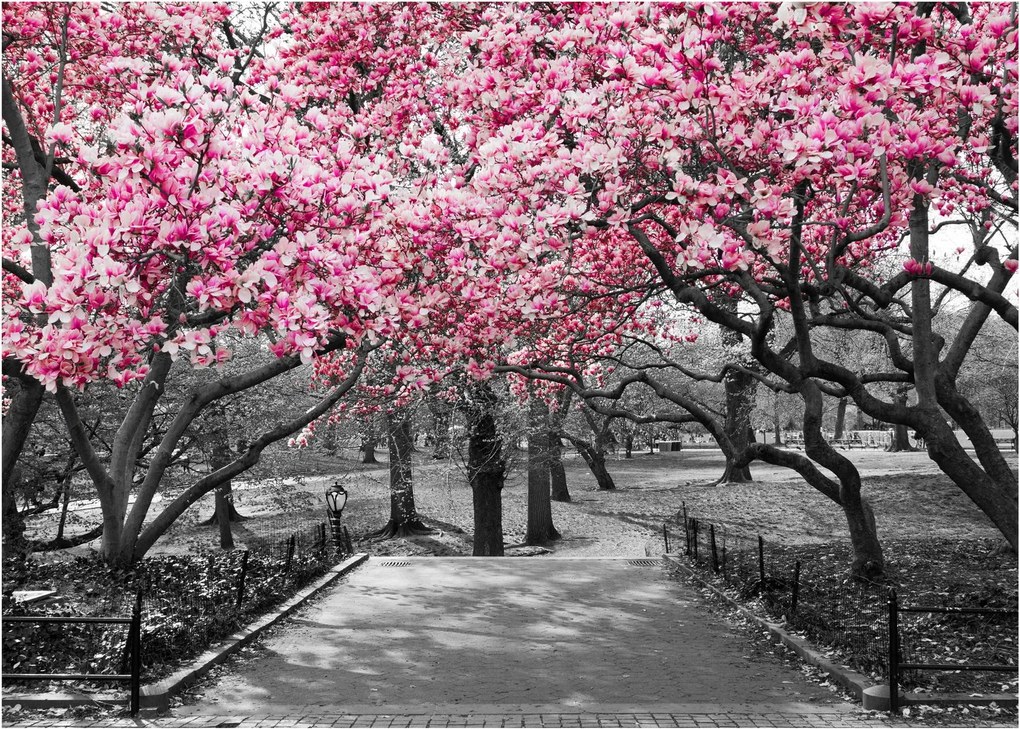 Tablou pe sticlă copacului magnolie (70x50 cm)