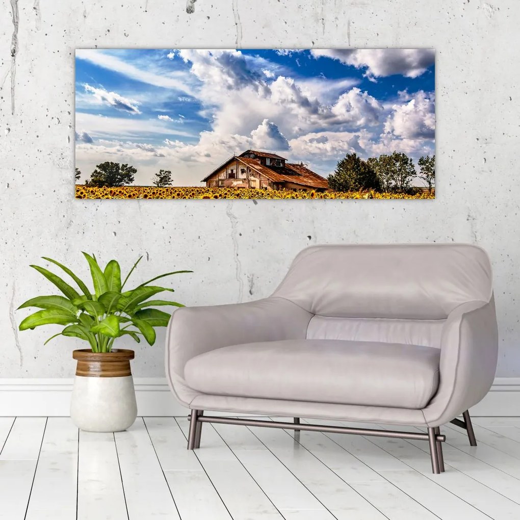 Tablou cu câmp de floarea soarelui (120x50 cm)