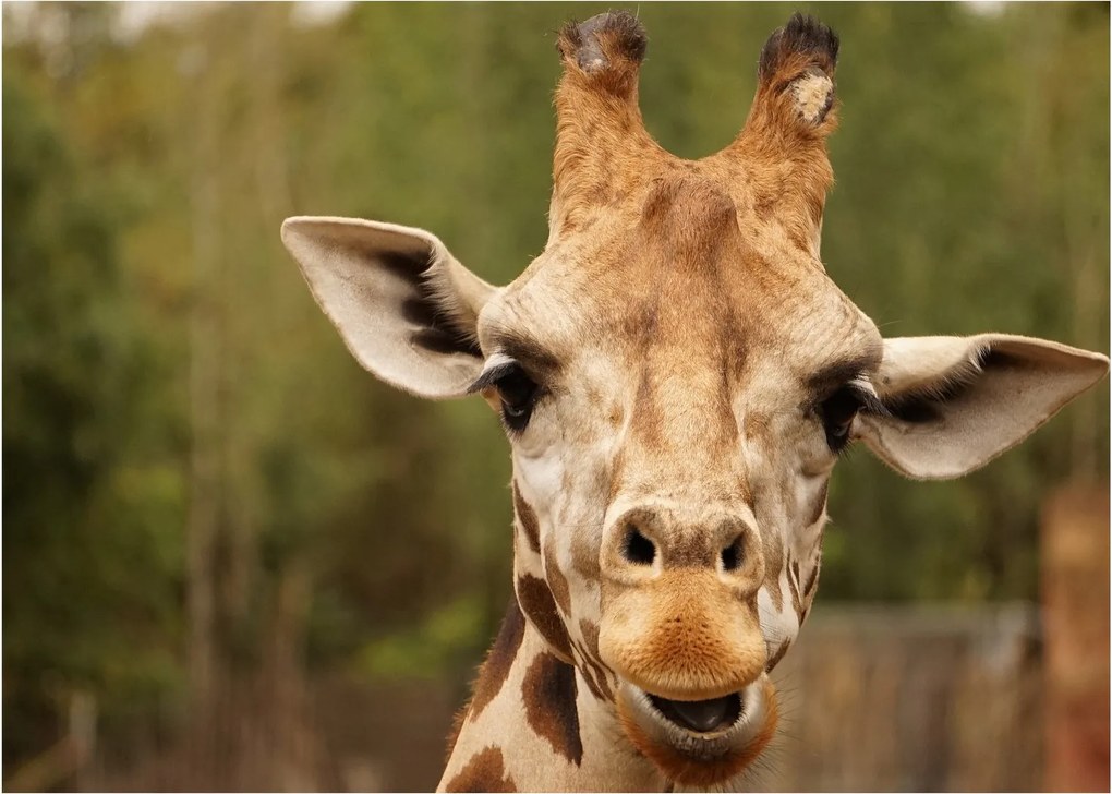 Tablou girafe (70x50 cm)