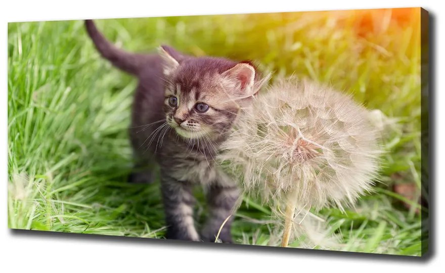 Print pe canvas Pisoi cu păpădia