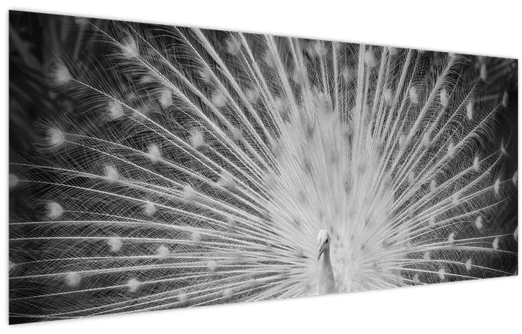 Tablou - Păun alb (120x50 cm)