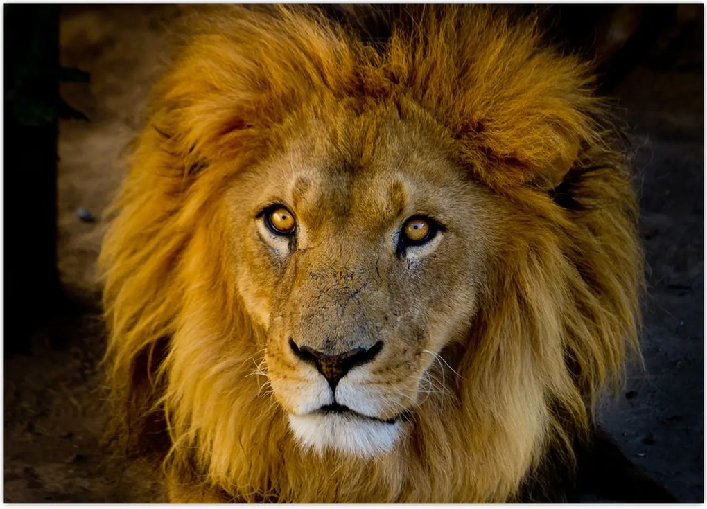 Tablou - Portret de leu (70x50 cm)