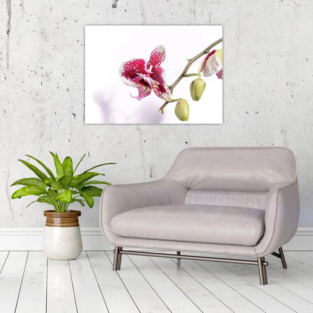 Tablou cu floarea de orhidee (70x50 cm), în 40 de alte dimensiuni noi