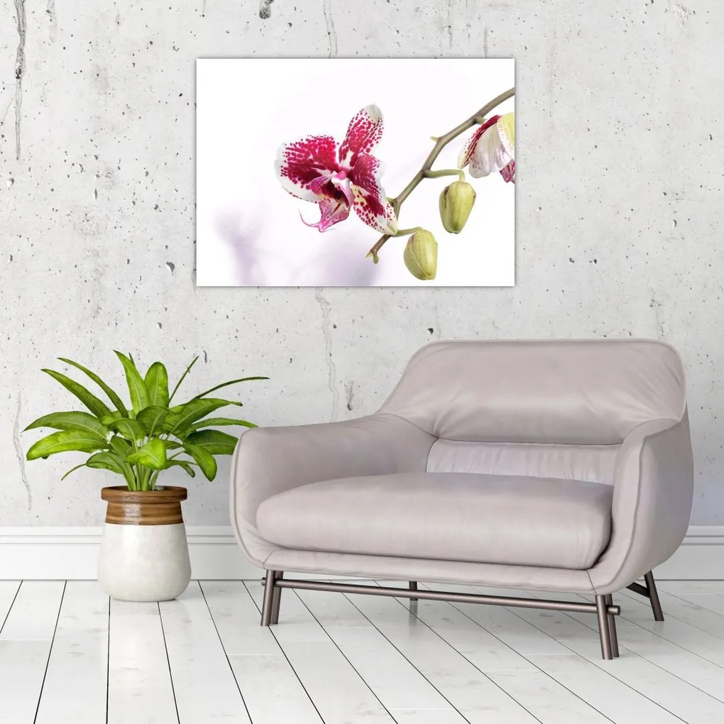 Tablou cu floarea de orhidee (70x50 cm)