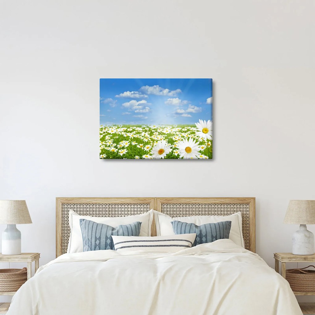 Tablou cu luncă înflorită cu margarete (70x50 cm)