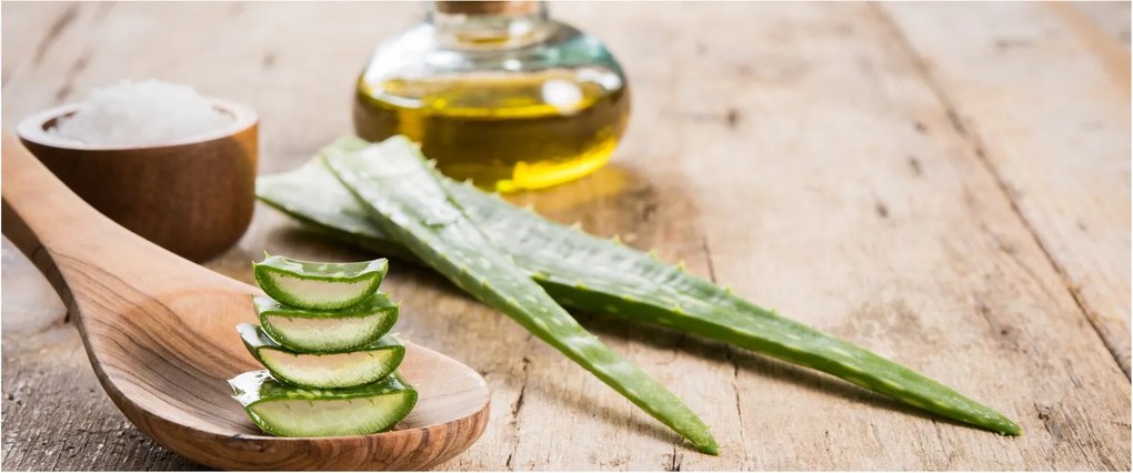 Tablou - Aloe vera (120x50 cm)