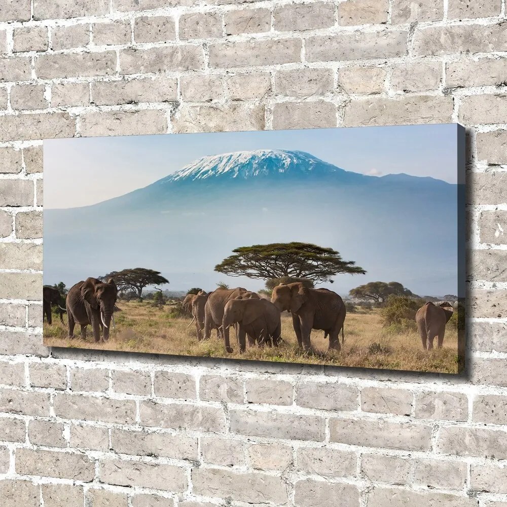 Print pe canvas Elefanți kilimanjaro