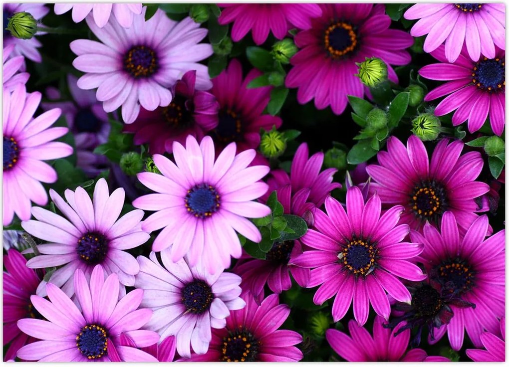 Tablou - Flori (70x50 cm)