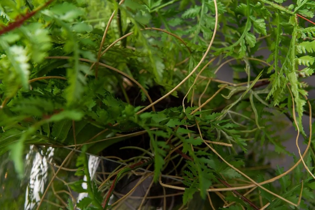 Aranjament floral mediu design LUX GREEN BALL TILL