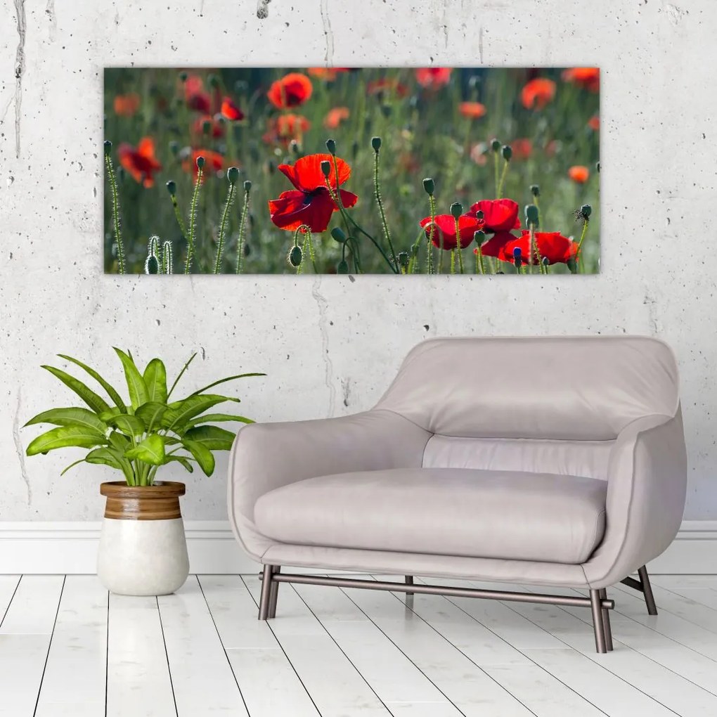 Tablou - Lunca cu maci (120x50 cm)