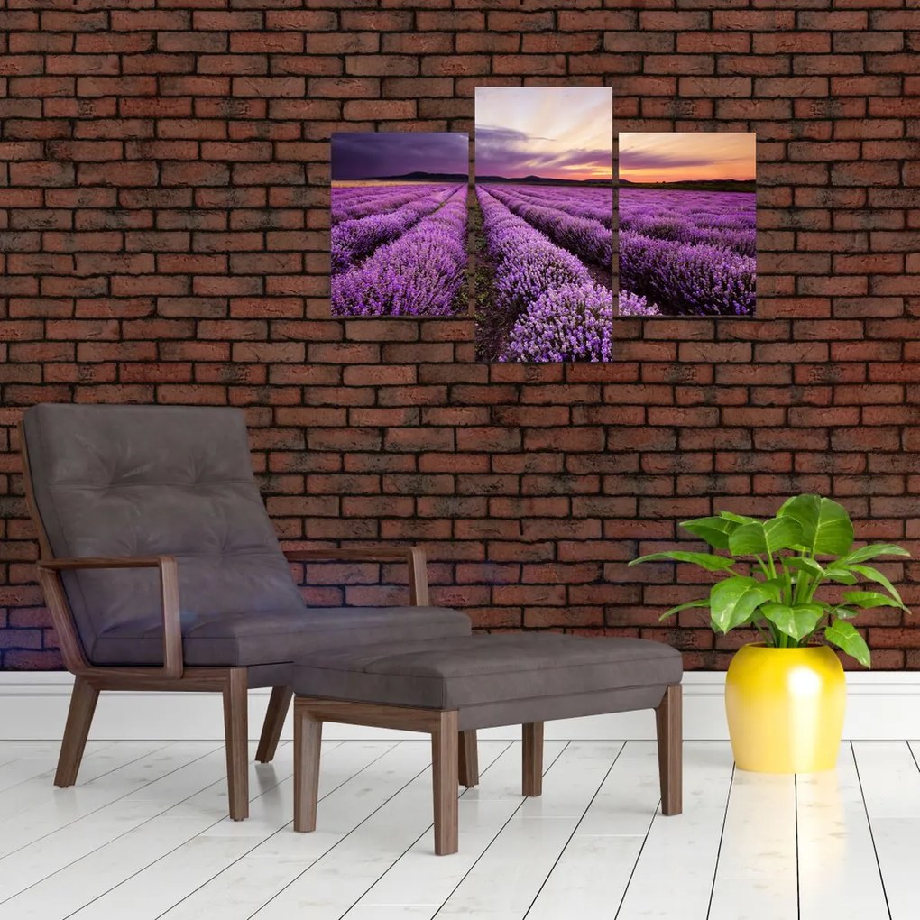 Tablou - Câmp de lavandă la apus de soare (90x60 cm)