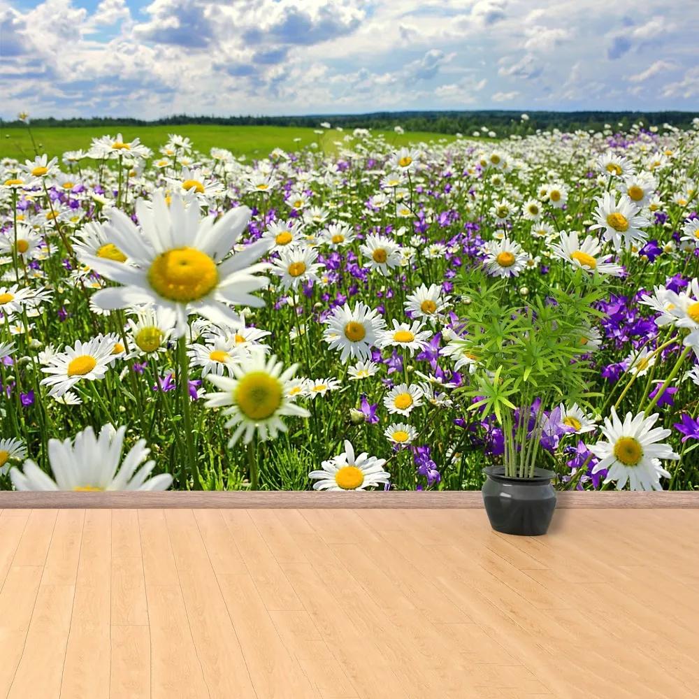 Fototapet Meadows și flori