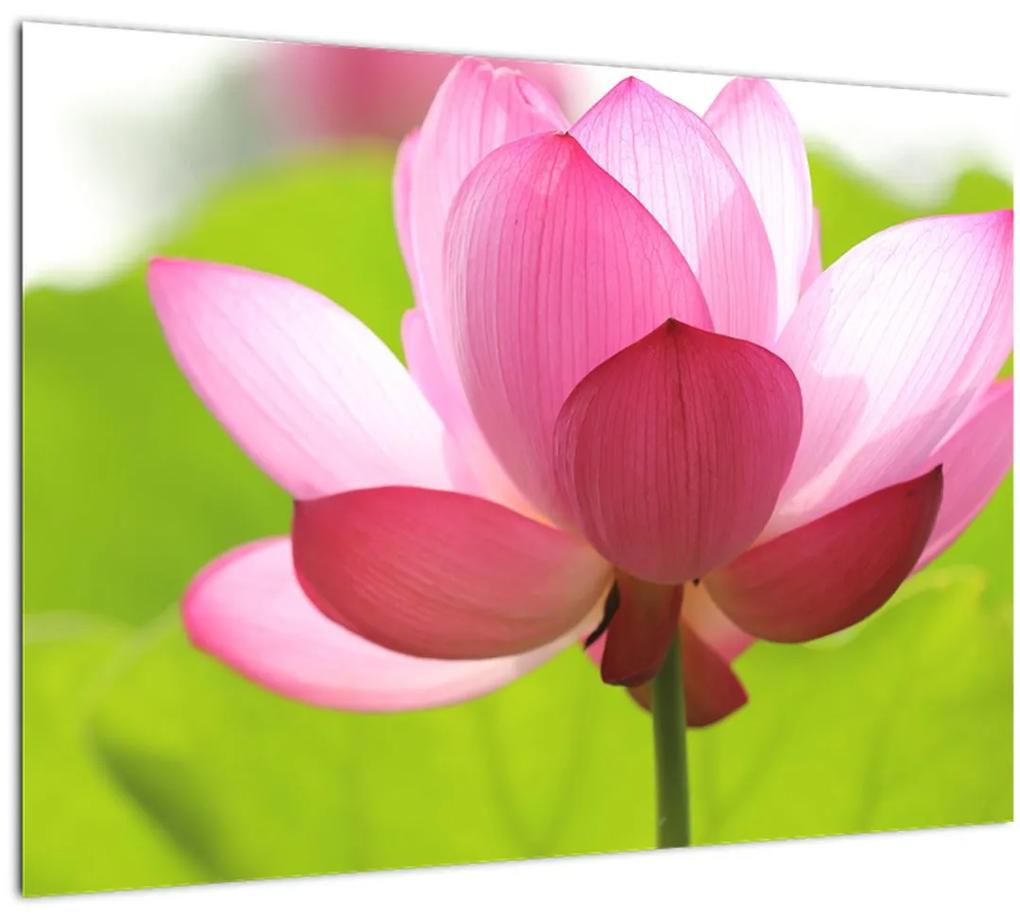 Tablou cu flori de lotus (70x50 cm), în 40 de alte dimensiuni noi