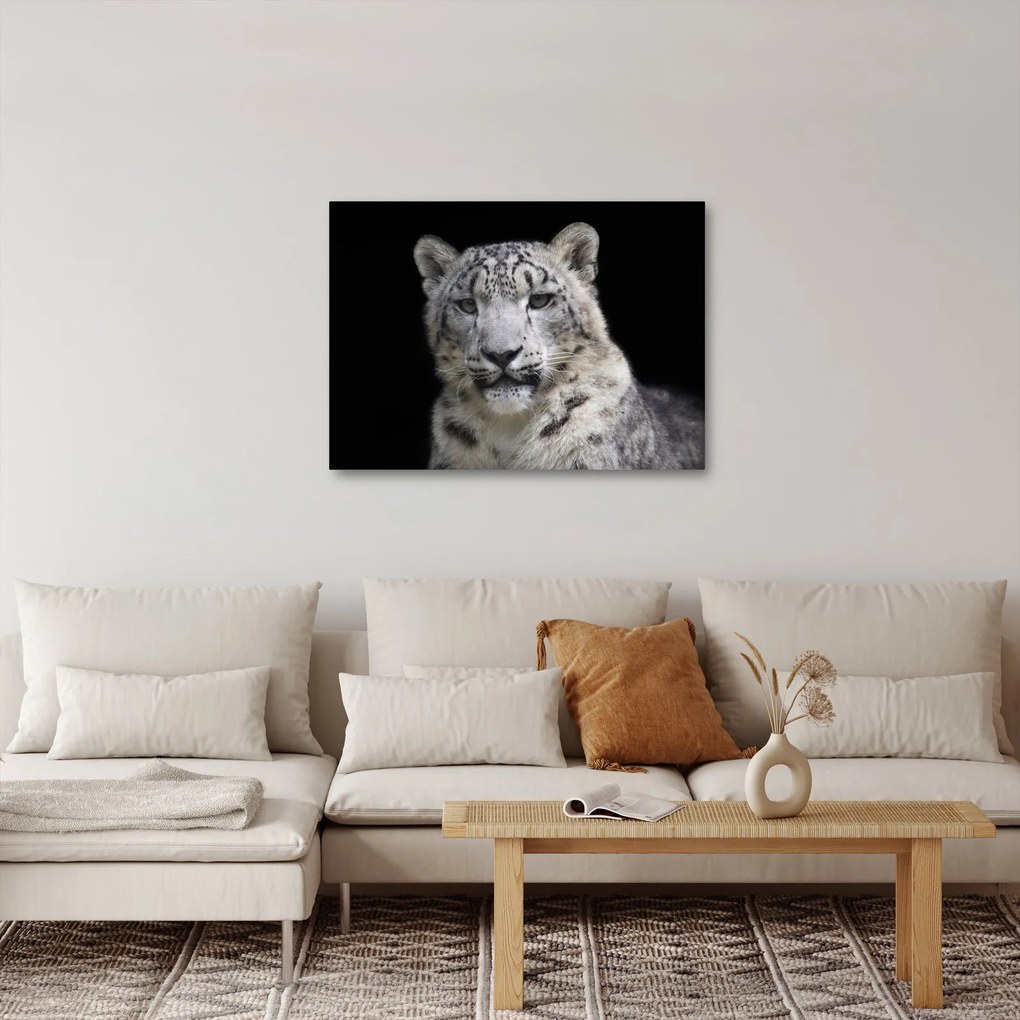 Tablou - Snow Leopard (70x50 cm)