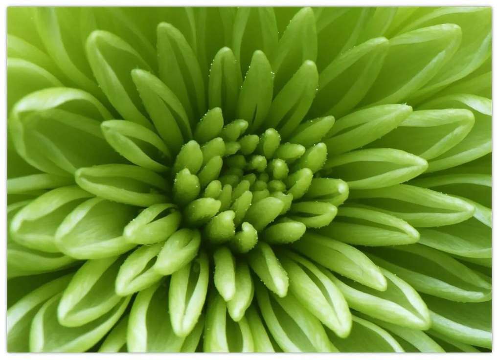 Tablou - Imagine macro a unei plante (70x50 cm)