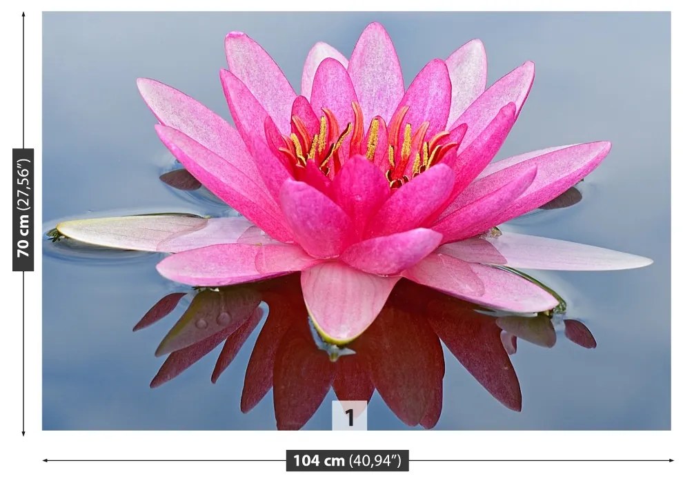 Fototapet Pink Water Lily