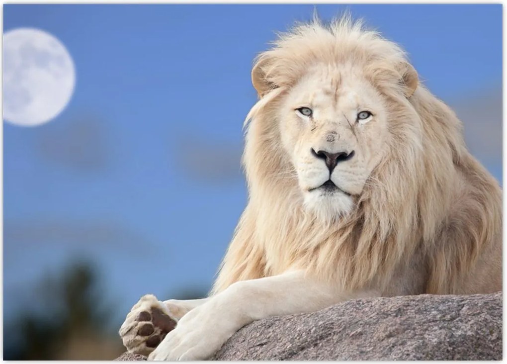 Tablou - Leu alb (70x50 cm)