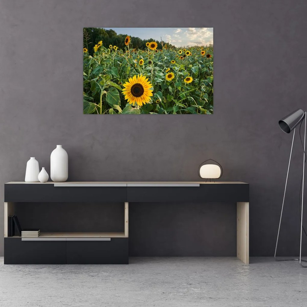 Tablou - Câmpul de floarea-soarelui II. (90x60 cm)