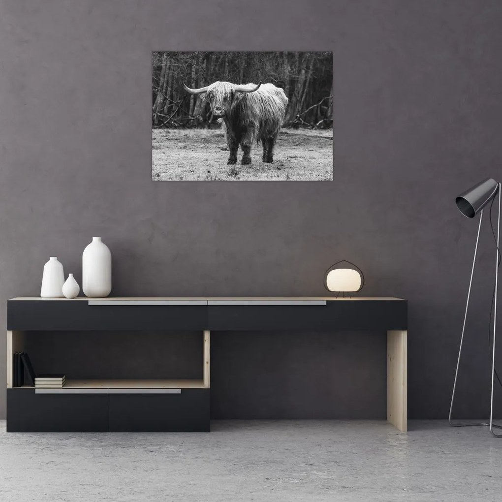 Tablou - Vacă scoțiană 3,alb-negru (70x50 cm)