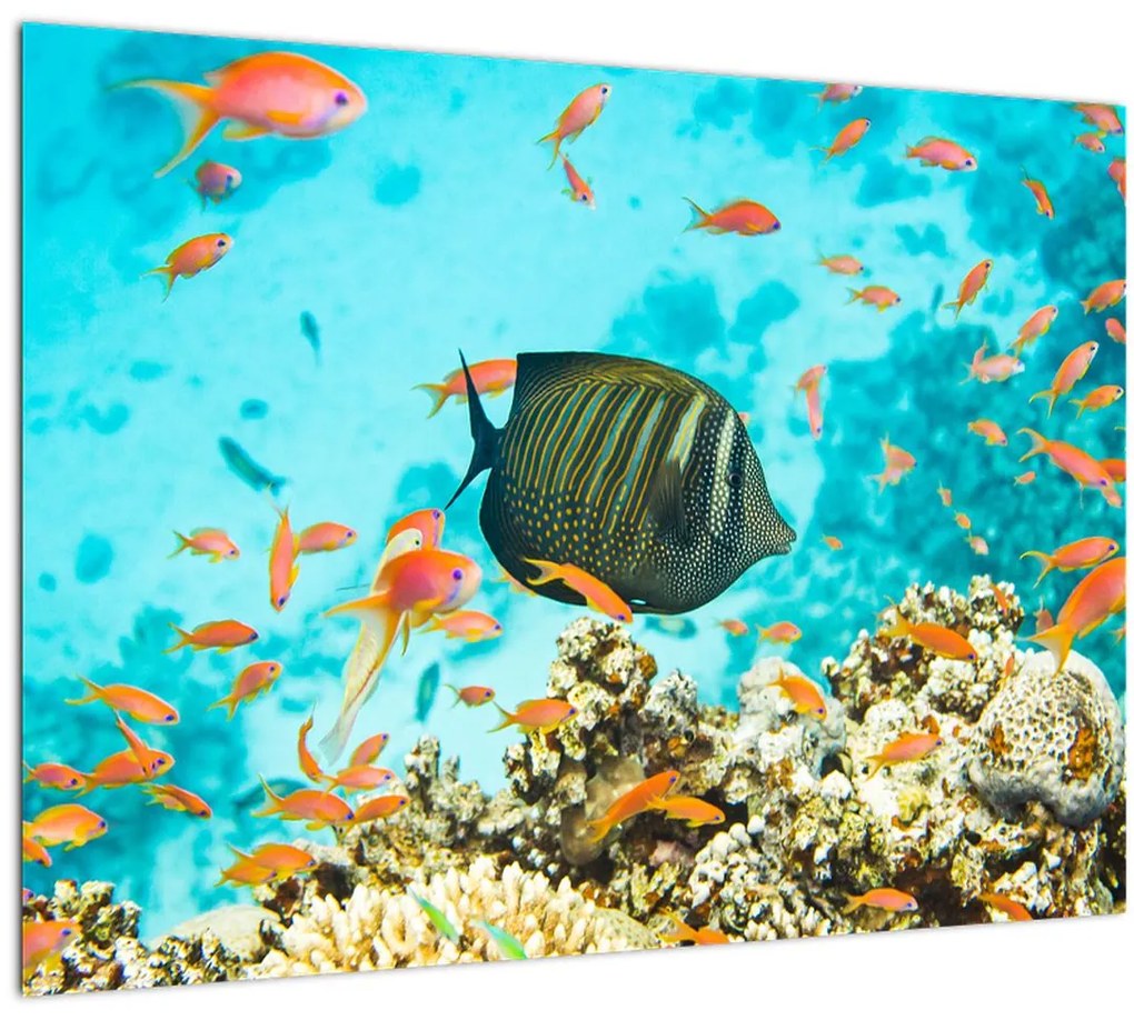 Tablou pe sticlă lumii submarine (70x50 cm)