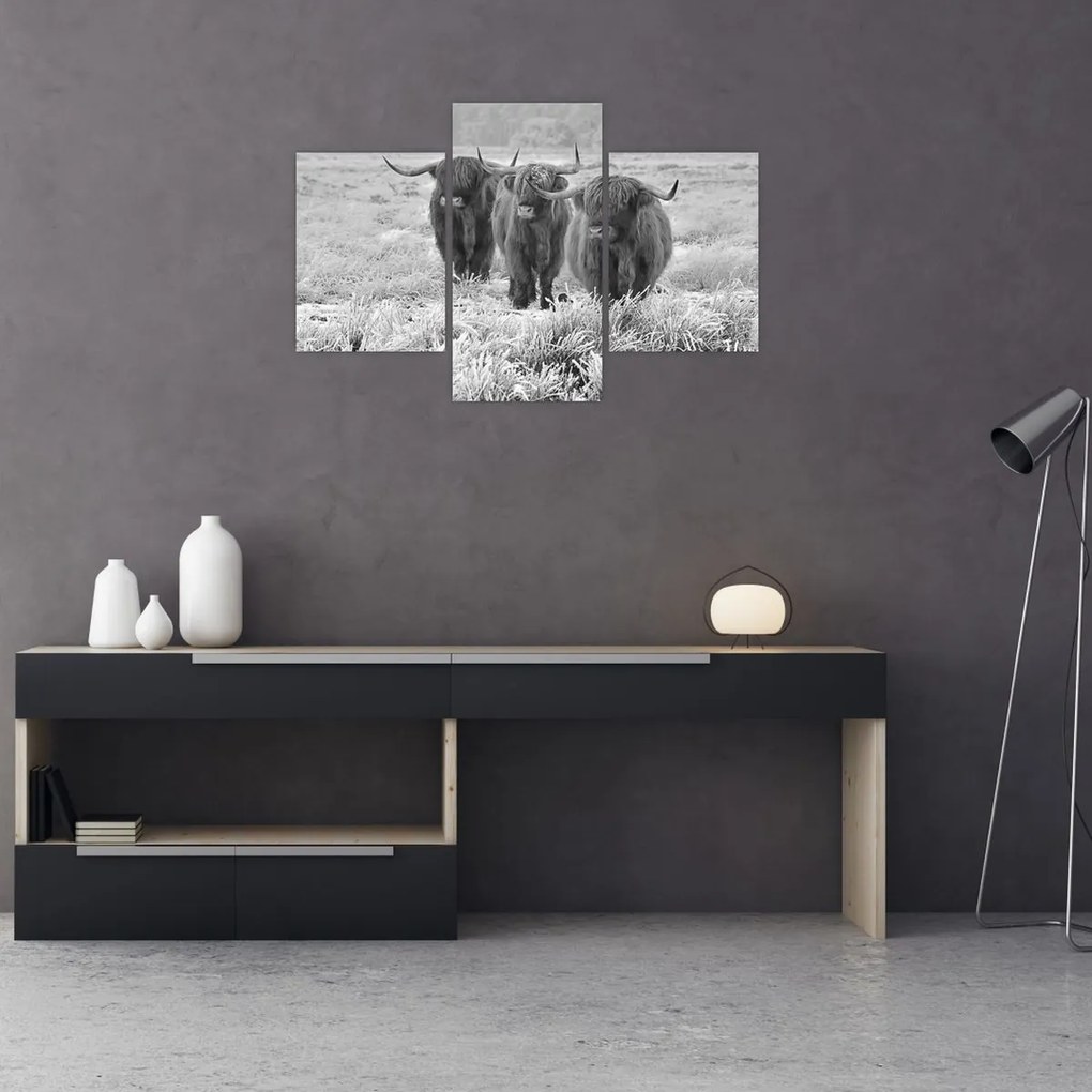 Tablou - Vaci scoțiene,alb-negru (90x60 cm)