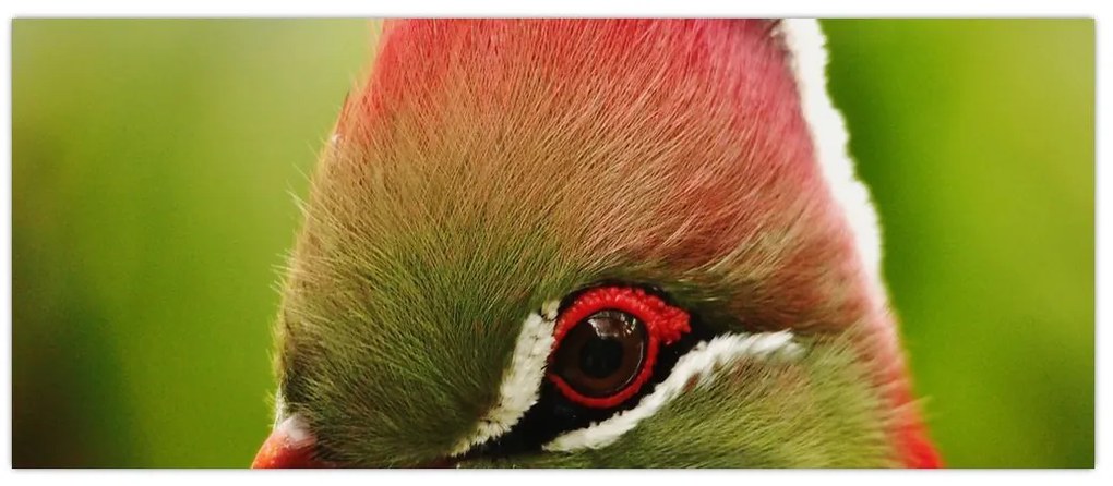 Tablou cu pasărea colorată (120x50 cm)