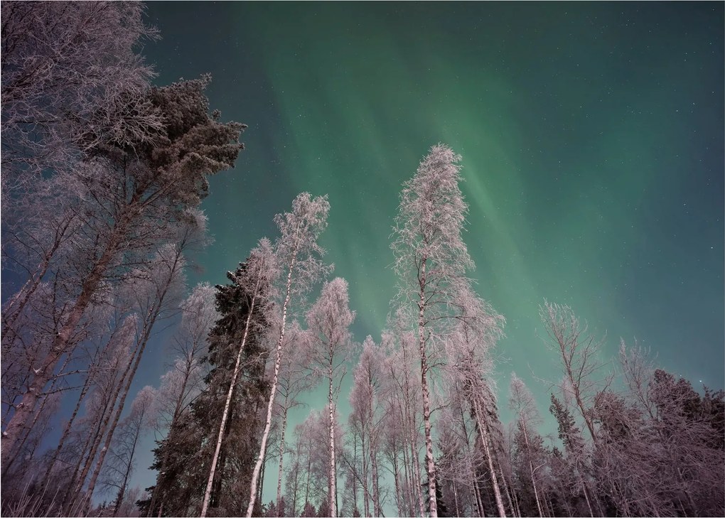 Tablou pe sticlă cu aurora borealis deasupra pomilor înghețați (70x50 cm)