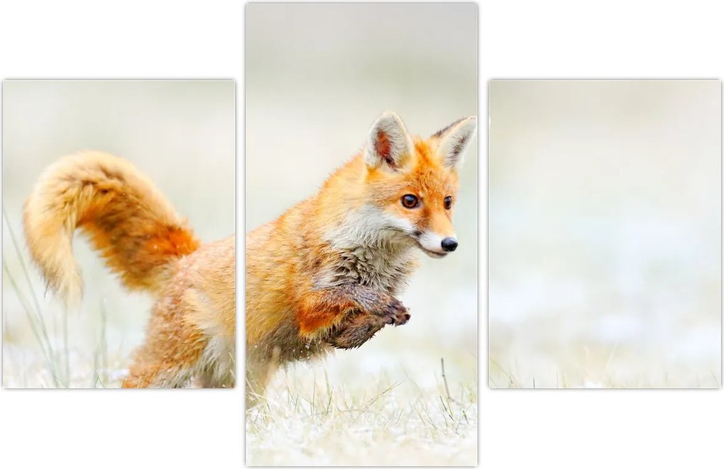 Tablou - Vulpe care sare (90x60 cm)