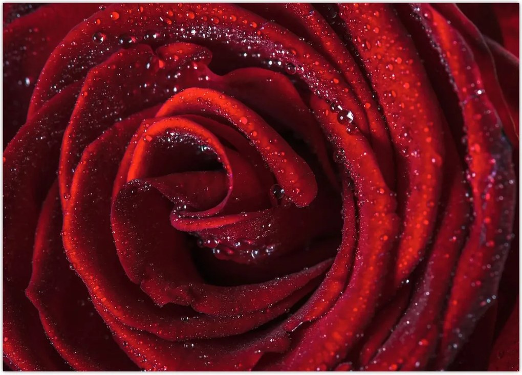 Tablou - Trandafir roșu cu picături de rouă (70x50 cm)