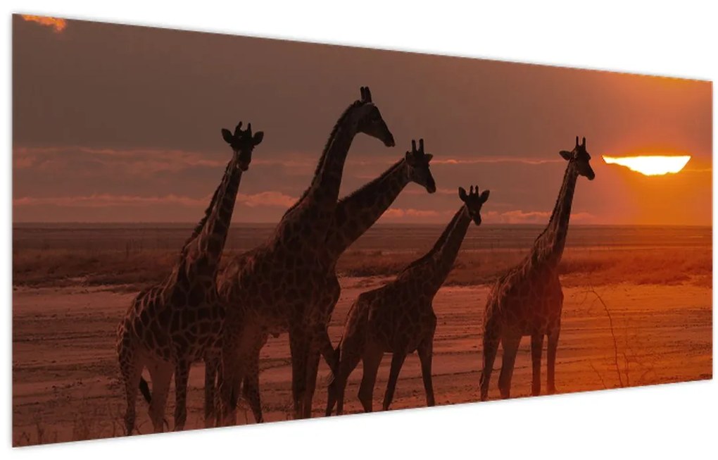 Tablou - Girafe în savana africană (120x50 cm)