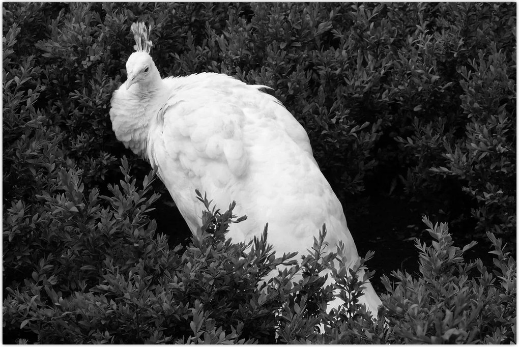 Tablou - Păun,alb-negru (90x60 cm)